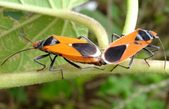 Pyrrhobaphus leucurus