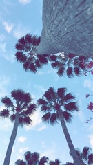 Washingtonia × filibusta