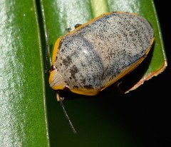 Coleotichus artensis