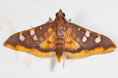 Prophantis