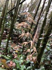 Ania penangiana