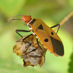 Dysdercus sidae