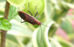 Leptocoris isolatus
