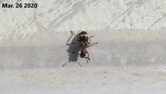 Thanasimus substriatus