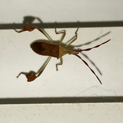 Chondrocera laticornis