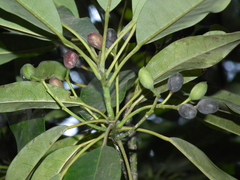 Daphniphyllum