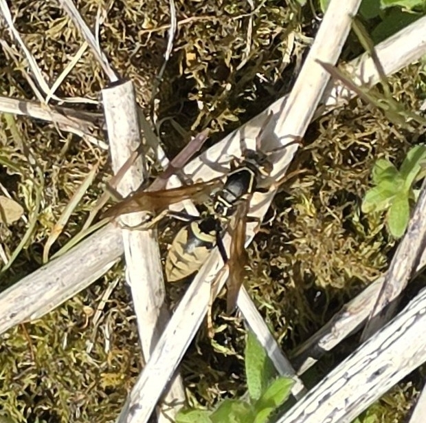 Golden Paper Wasp in April 2026 by fernspores · iNaturalist