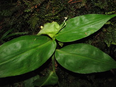 Commelina rufipes