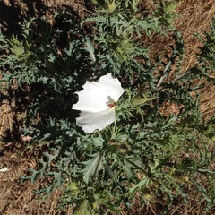 Argemone platyceras