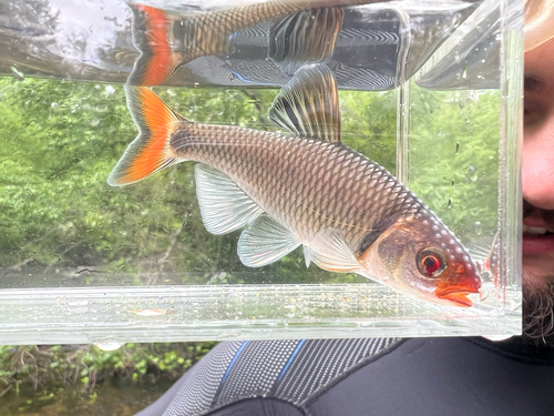 Fieryblack shiner (Cyprinella pyrrhomelas) — Cyprinidae — 4