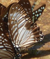 Graphium macareus