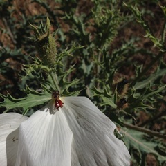 Argemone platyceras