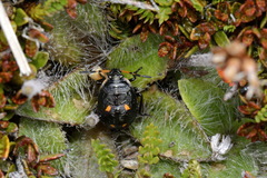 Cermatulus nasalis hudsoni