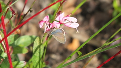 Zizina otis labradus