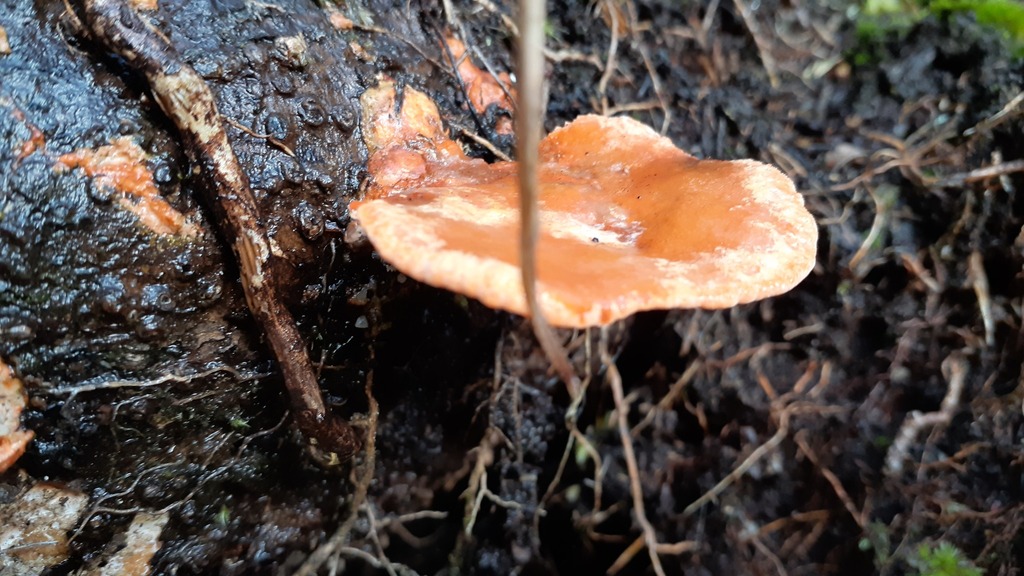 Trametes coccinea · April 2026 · photo: © aardvark04 (iNaturalist, cc0)