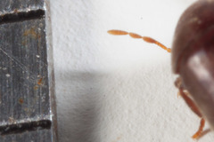 Tricorynus herbarius