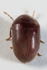 Tricorynus herbarius