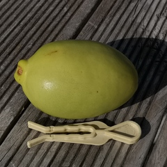 Pseudocydonia sinensis