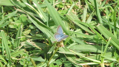 Zizina otis labradus