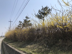 Forsythia koreana