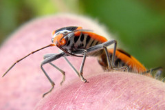 Pyrrhobaphus leucurus