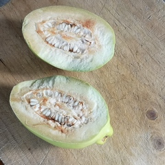 Pseudocydonia sinensis