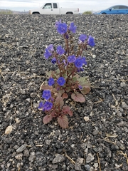 Phacelia campanularia