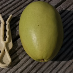 Pseudocydonia sinensis