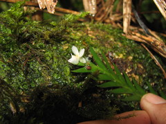 Lockhartia hercodonta