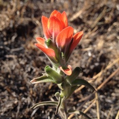 Castilleja nervata