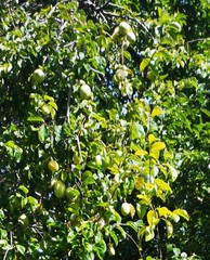 Pseudocydonia sinensis