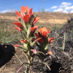 Castilleja nervata