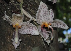 Euglossini
