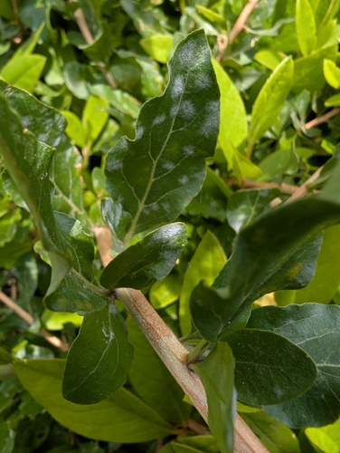 Arthrocladiella mougeotii