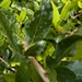 Arthrocladiella mougeotii