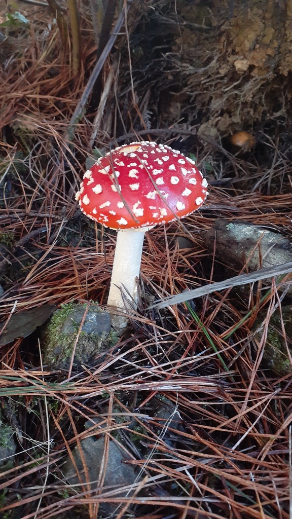 Amanita muscaria · April 2026 · photo: © aardvark04 (iNaturalist, cc0)