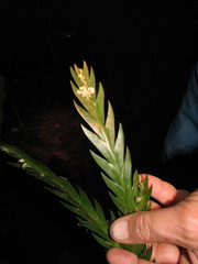 Lockhartia hercodonta