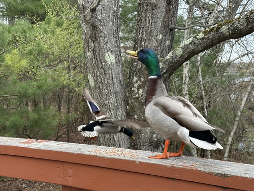 Mallard photographed in Massachusetts