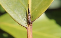 Idolothrips spectrum