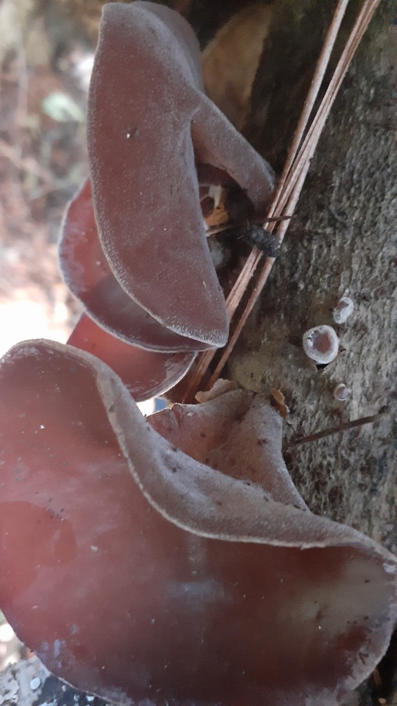 Auricularia cornea · April 2026 · photo: © aardvark04 (iNaturalist, cc0)