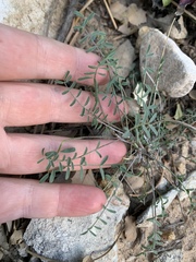 Astragalus remotus