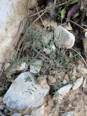 Astragalus remotus