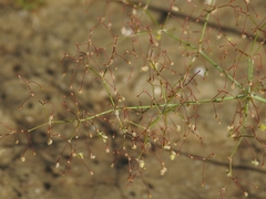 Eriogonum trichopes