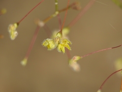 Eriogonum trichopes