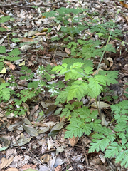 Osmorhiza aristata, photograph (c) ITÔ, Hiroki, some rights reserved (CC BY)