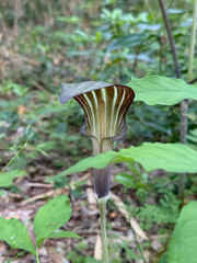 Arisaema serratum, photograph ITÔ, Hiroki, CC BY, iNaturalist via GBIF