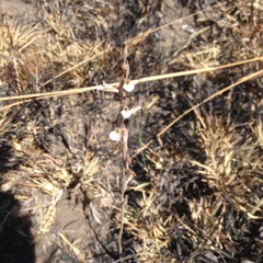 Schiedeella transversalis