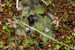 Cermatulus nasalis hudsoni