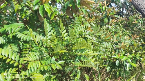Simarouba amara, photograph 4