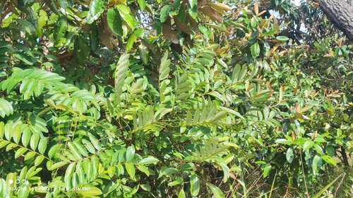 Simarouba amara, photograph 5